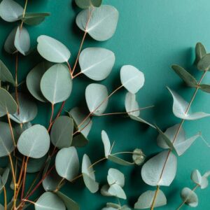 Eukaliptų – eterinis aliejus