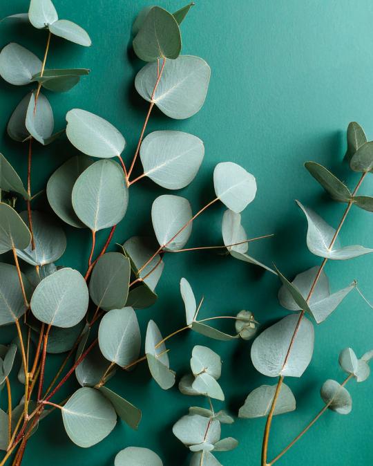 Eukaliptų - eterinis aliejus - Image 2