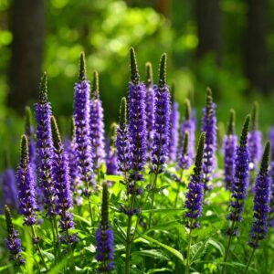 Pačiulių – eterinis aliejus