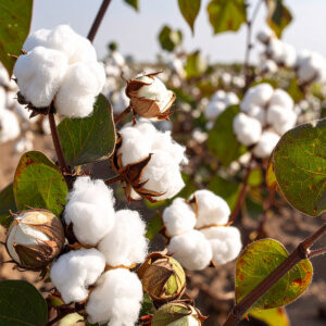 Blanc – aromatinė žvakė