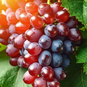 Rosso – interjero kvepalai