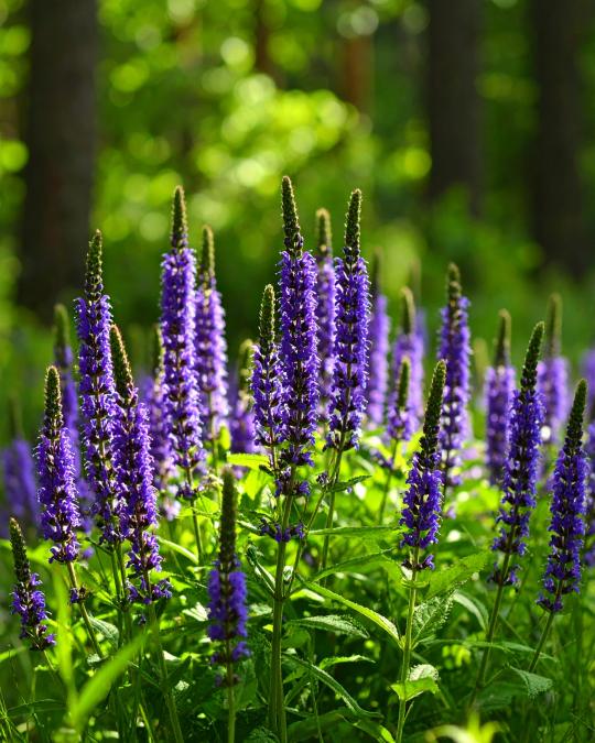 Aromatų kelionė - Image 8